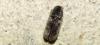 341780 – Photo : Corentin – France (35)