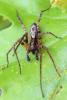 341365 – Photo : Mathurin CARNET – France (58)