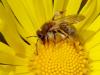 341367 – Photo : Dominique Holtz – France (68)