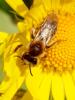 341368 – Photo : Dominique Holtz – France (68)
