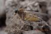 341718 – Photo : vasmer-bermond sébastien – France (74)
