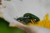 341484 – Photo : BourrinOman – France (83)