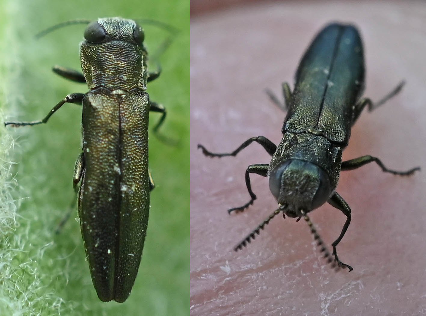 Liliane Delattre - Agrilus sp. - réf. 341444 (1417 x 1051 pixels, 155 ko)