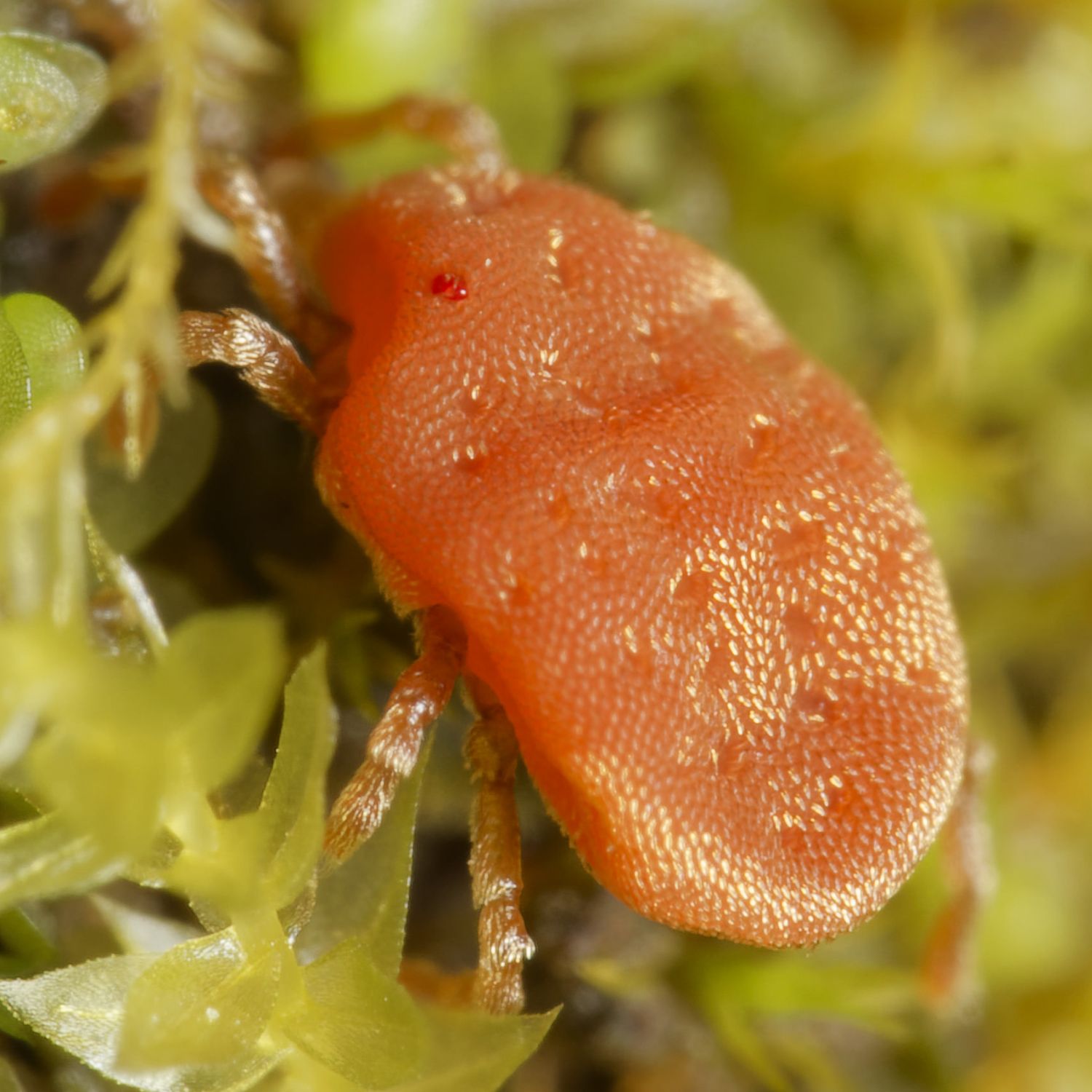 Pierre Bornand - Calyptostoma velutinus - réf. 341437 (1500 x 1500 pixels, 192 ko)