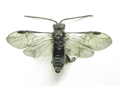 Réf. 342 472 : Dolerus liogaster