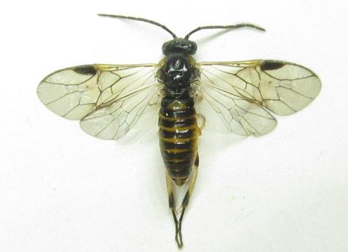 Réf. 342 490 : Pristiphora pallidiventris