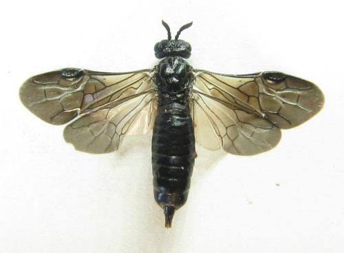 Réf. 342 512 : Blasticotoma filiceti