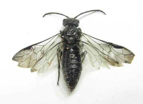 Dolerus niger