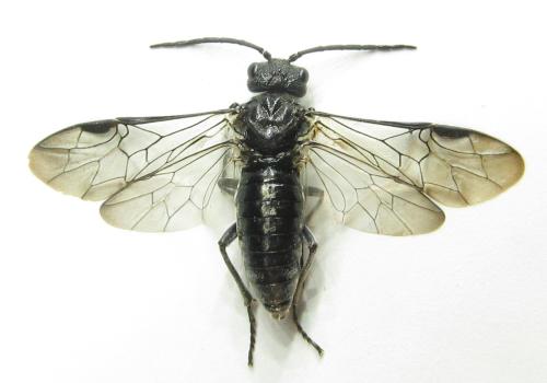 Réf. 342 622 : Dolerus niger