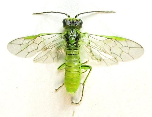 Réf. 342 731 : Rhogogaster punctulata