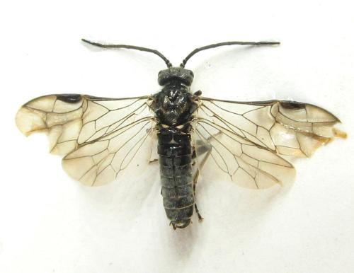Réf. 342 749 : Dolerus picipes