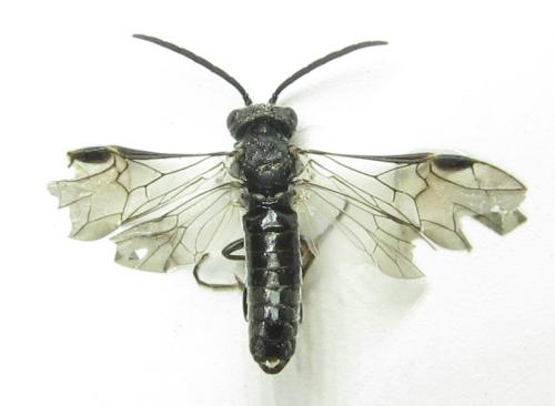 Réf. 342 452 : Oncodolerus eversmanni