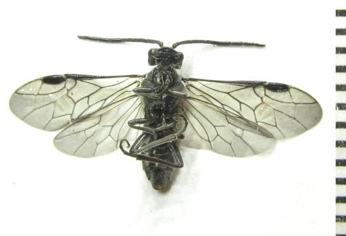 Dolerus liogaster
