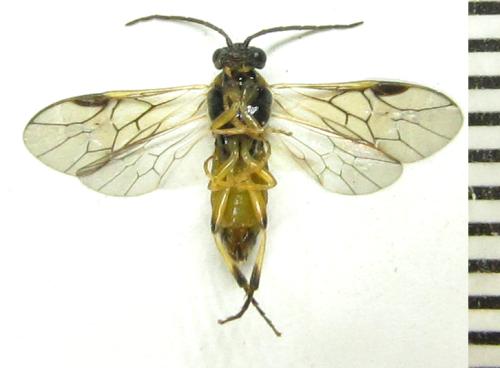 Réf. 342 491 : Pristiphora pallidiventris