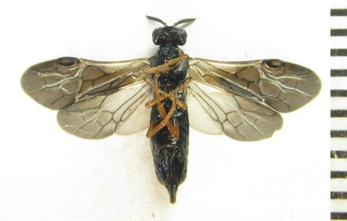 Réf. 342 513 : Blasticotoma filiceti