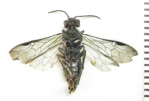 Dolerus niger