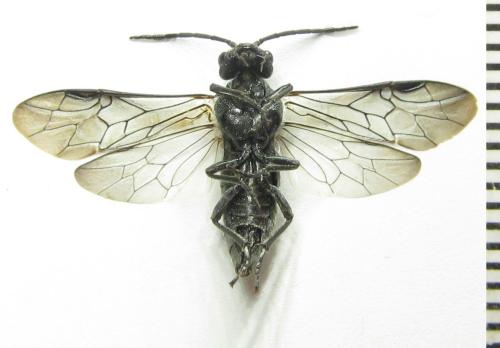 Réf. 342 623 : Dolerus niger