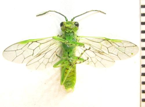 Réf. 342 732 : Rhogogaster punctulata