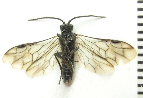 Réf. 342 750 : Dolerus picipes