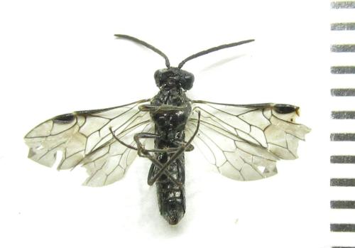 Oncodolerus eversmanni