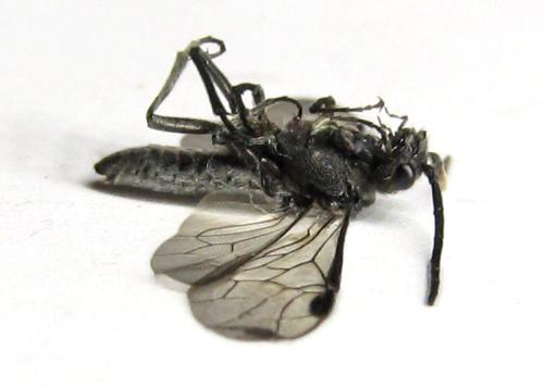 Réf. 342 474 : Dolerus liogaster