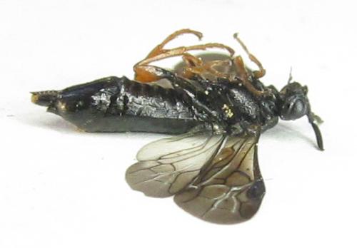 Réf. 342 514 : Blasticotoma filiceti