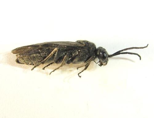 Dolerus niger