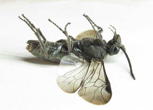 Réf. 342 624 : Dolerus niger