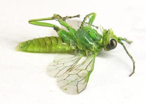 Réf. 342 733 : Rhogogaster punctulata