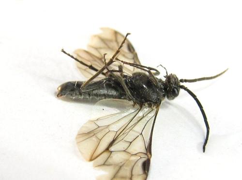 Réf. 342 751 : Dolerus picipes