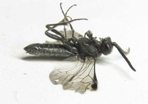 Réf. 342 454 : Oncodolerus eversmanni