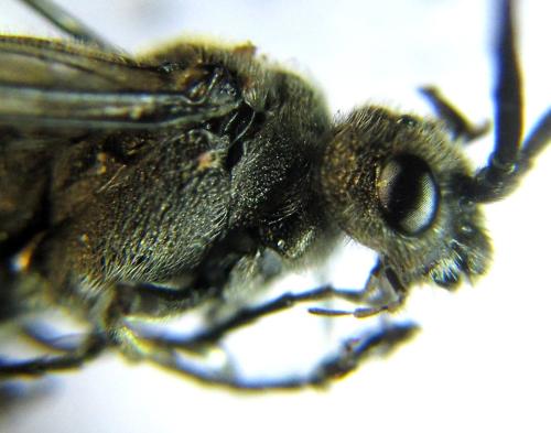 Réf. 342 475 : Dolerus liogaster