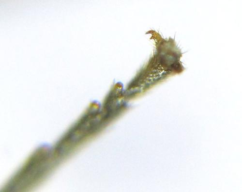 Réf. 342 493 : Pristiphora pallidiventris