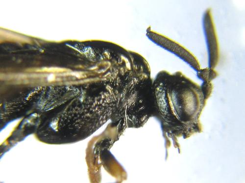 Réf. 342 515 : Blasticotoma filiceti