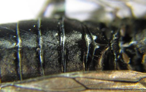 Réf. 342 604 : Dolerus niger