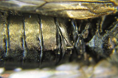 Réf. 342 625 : Dolerus niger