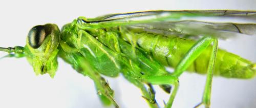 Réf. 342 734 : Rhogogaster punctulata