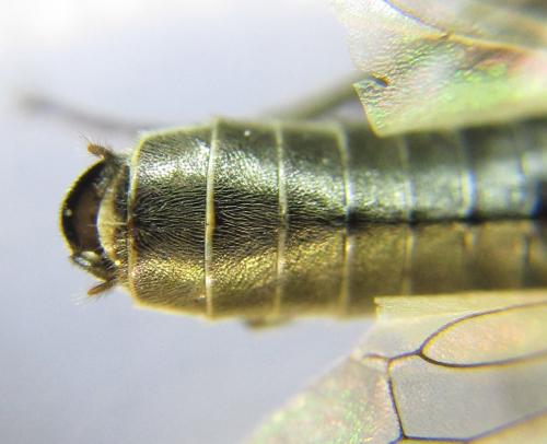 Réf. 342 752 : Dolerus picipes