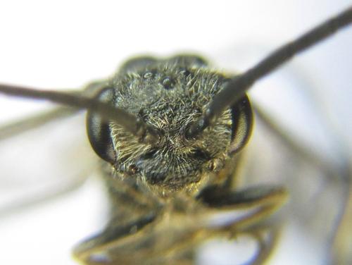 Réf. 342 455 : Oncodolerus eversmanni
