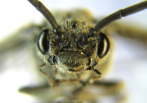 Réf. 342 476 : Dolerus liogaster