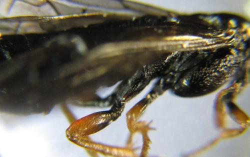 Réf. 342 516 : Blasticotoma filiceti
