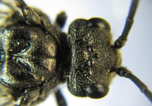 Réf. 342 605 : Dolerus niger
