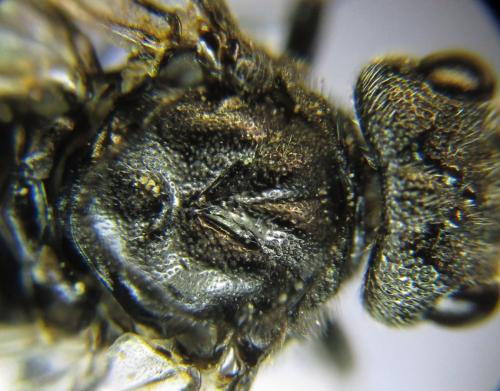 Réf. 342 626 : Dolerus niger