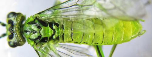 Réf. 342 735 : Rhogogaster punctulata