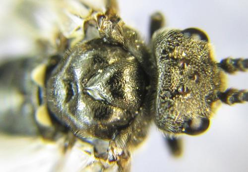 Réf. 342 753 : Dolerus picipes