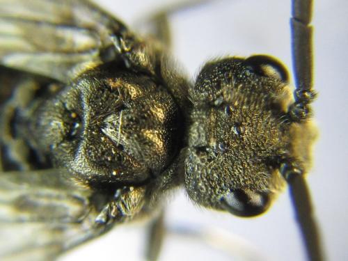 Réf. 342 477 : Dolerus liogaster