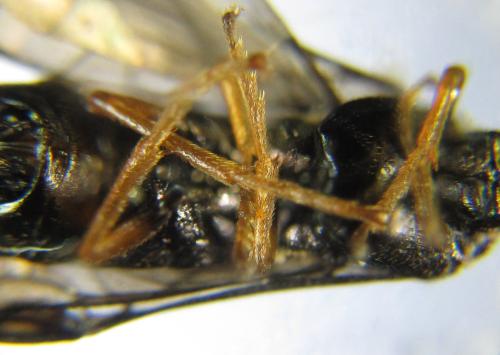 Réf. 342 517 : Blasticotoma filiceti