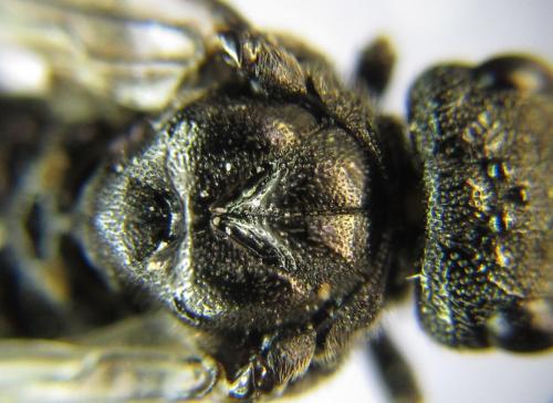 Réf. 342 606 : Dolerus niger