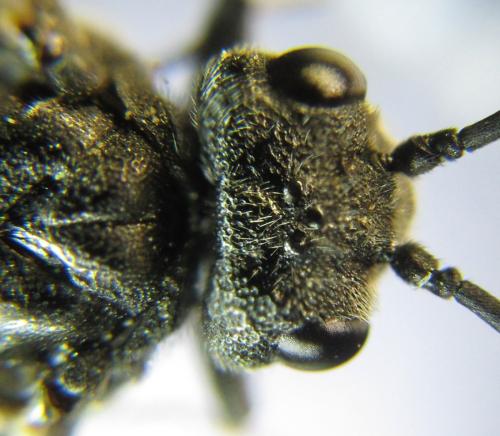 Réf. 342 627 : Dolerus niger