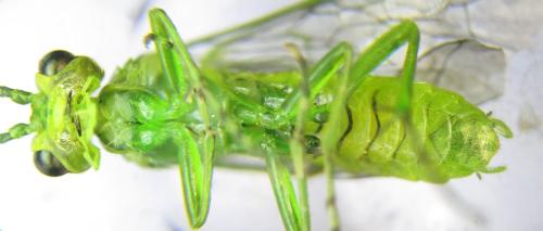Réf. 342 736 : Rhogogaster punctulata